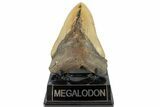 Bargain, Fossil Megalodon Tooth - North Carolina #186576-2